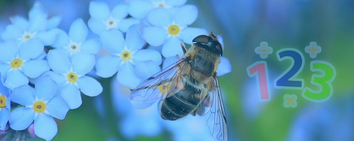 Un estudio encuentra que el cerebro de las abejas puede lidiar con las matemáticas básicas